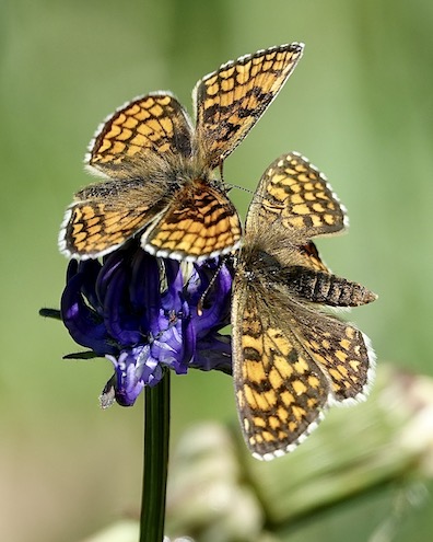 heath fritillary